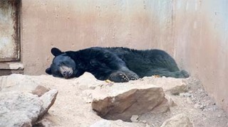 Hay un oso negro americano, producto de un cambio de resguardo ■ fotos: odín salinas