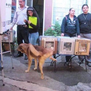 El can no está solo en su opinión de esta jornada electoral. Foto: cortesía de maestros del estado de México