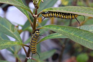 Orugas de mariposa monarca. Foto Agencia I.D.