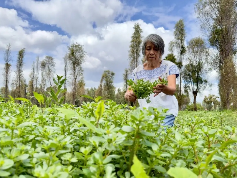 Inicia Entrega De Recursos De Producci N Para El Bienestar Sociedad Y