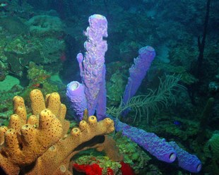 Se calcula que las esponjas marinas surgieron hace 600 millones de años. Foto UNAM