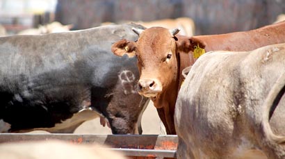 Casi 40 por ciento de la ganancia total que dejaron las actividades del campo zacatecano durante el año pasado fue generada por la ganadería ■ fotoS: Miguel Ángel Núñez