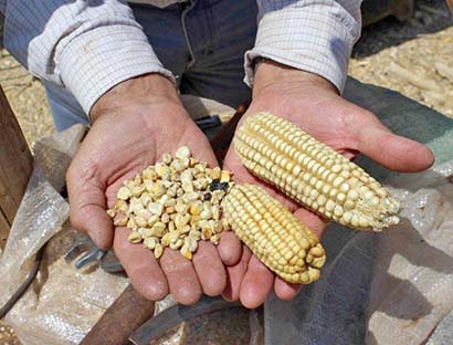 Actualmente Fresnillo tiene el rango más alto en la producción de maíz en superficir de riego ■ foto: La Jornada Zacatecas