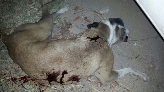'Payasito', un perro que murió acuchillado por un abogado en plena calle en Jalisco. Foto Javier Santos