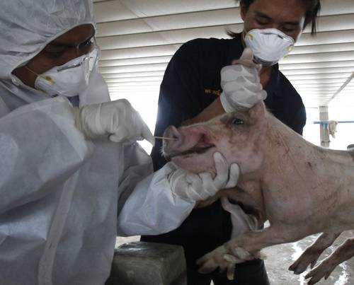 En imagen de archivo, toma de muestras a un cerdo. Foto Reuters