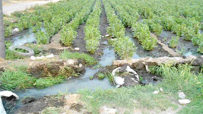Especialistas advierten de los graves riesgos para la salud cuando se riegan los cultivos con aguas residuales ■ fotos: La Jornada Zacatecas