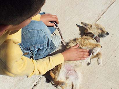 El principal requisito para adoptar una mascota es asumir el compromiso del cuidado básico de los animales ■ FOTO: LA JORNADA ZACATECAS