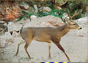 El venado se acabó, lamenta un investigador de la Universidad de Sonora al advertir que la mancha desértica crece más cada día, acabando con la entidad agricultura y ganadera de antaño. Foto Northern Jaguar Project/Naturalia, AC