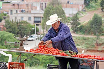 En Zacatecas, 64.2% de los adultos de 60 años y más trabaja en condiciones precarias, pues se emplean por cuenta propia o no reciben un pago por sus actividades ■ FOTO: ANDRÉS SÁNCHEZ