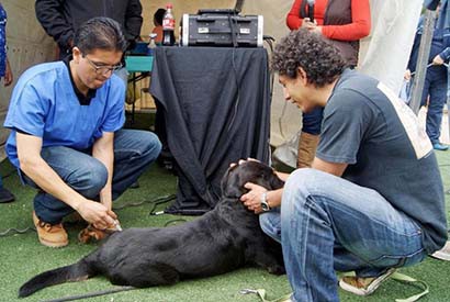 Brigadas de los SSZ y personal del Centro de Control Canino de la capital han esterilizado a 3 mil 112 mascotas ■ FOTO: LA JORNADA ZACATECAS