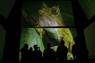 Visitantes observan en una pantalla del Biomuseo de Panamá la especie de rana punta flecha recién descubierta. Foto Reuters