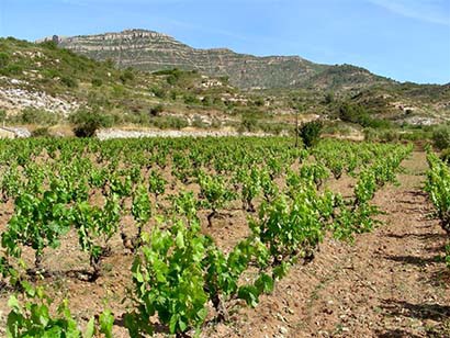 Los viticultores sólo tienen capacidad de almacenar entre 100 y 150 toneladas de uva de mesa, del total de las 3 mil toneladas que se cosechan en la entidad ■ foto: La Jornada Zacatecas