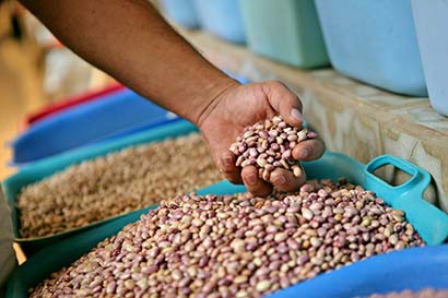 El Barzón insiste que las autoridades den una solución al desplome de precios de granos básicos, como el maíz, frijol, trigo y sorgo ■ foto: Andrés Sánchez