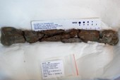 Fragmentos fosilizados de la tibia de un Tachiraptor admirabilis fueron mostrados en una conferencia de prensa en Caracas. Foto Reuters