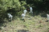 Peritos analizan restos humanos encontrados en la ladera de un cerro, en Cocula, Guerrero. Foto: La Jornada