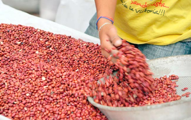 El Barzón insiste en que sólo los coyotes son beneficiados, pues las cinco empresas están comprando el frijol a los productores en 5 pesos por kilogramo ■ foto: La Jornada Zacatecas