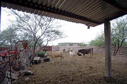En el estado aún se practica la crianza de ganado de traspatio ■ FOTO: ANDRÉS SÁNCHEZ