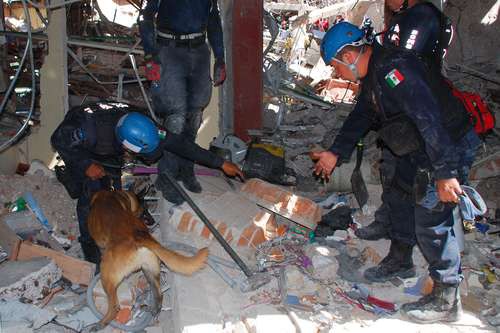 Tras el colapso de la mayor parte del edificio que albergaba al nosocomio, elementos de seguridad utilizaron perros entrenados en la búsqueda de personas bajo los escombros.Foto Notimex