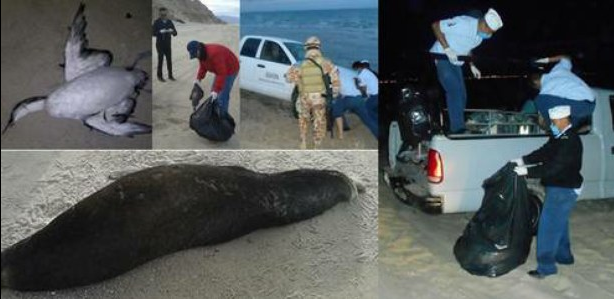 En coordinación con otras autoridades, personal de Profepa analizó ejemplares de aves y lobos marinos hallados sin vida el lunes pasado en San Felipe, Baja California. Foto Profepa