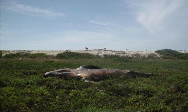Los cadáveres de catorce ballenas grises fueron encontrados en las costas de Baja California Sur. Imagen tomada del Twitter @PROFEPA_Mx
