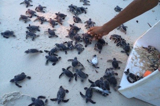 Isla de Cozumel, pionera en la conservación de tortugas marinas, en especial de la Tortuga Verde y la Caguama. Foto Notimex