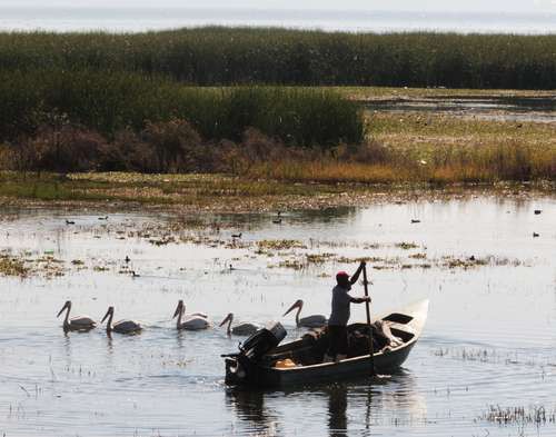 El lago tiene alta diversidad de especies de aves acuáticas y terrestres, es considerado uno los tres más grandes de América Latina y es sitio Ramsar, convenio internacional que incluye los humedales más importantes del paísFoto Arturo Campos Cedillo