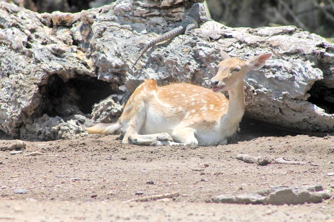 En las Umas de Zacatecas se promueve la cacería del venado ■ foto: rafael de santiago