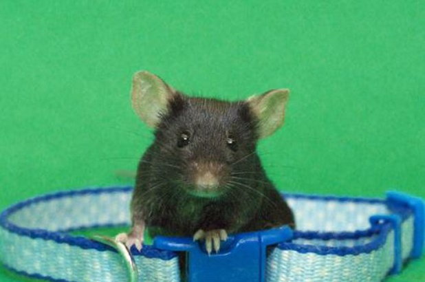 Las ratas que ingirieron alcohol y luego oxitocina, pasaron sin problemas el test de alcoholemia. Foto Reuters / Archivo