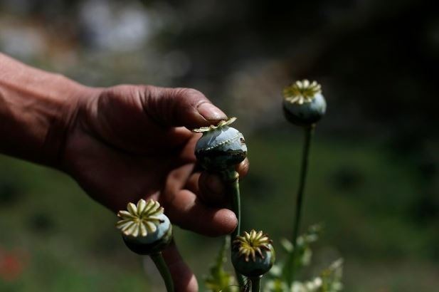 Un cultivador de opio muestra una flor de amapola en las montañas de la Sierra Madre del Sur, en Guerrero, el pasado 26 de enero. Foto Ap