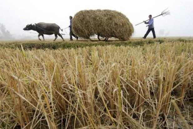 Granjeros caminan cerca de un campo de arroz en las cercanías de Xiangfan, provincia de Hubei, China Foto Reuters / Archivo