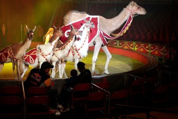 Espectáculo de circo Atayde. Foto: La Jornada