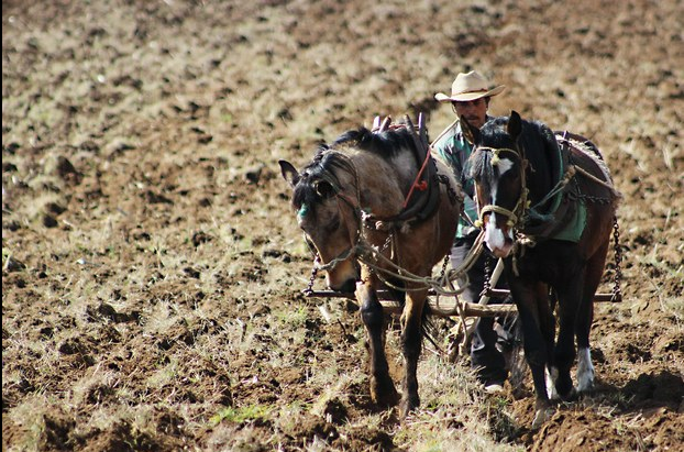 Un jornalero agrícola en Michoacán. Foto Cuartoscuro