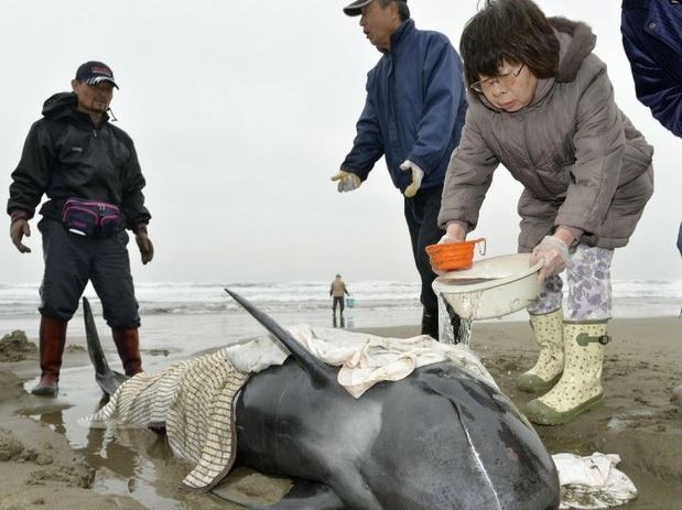 Habitantes de la ciudad de Hokota, en el noreste de Japón, intentaron auxiliar a delfines que quedaron varados en la playa. Foto Reuters
