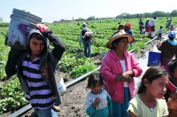 Miles de niños en México están sometidos a la explotación laboral, aseguró Navarrete Prida. En la imagen, niños jornaleros mixtecos en Guerrero. Foto: La Jornada