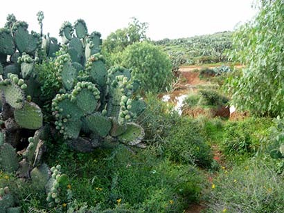 Se usará tecnología para lograr la recuperación de los campos ■ FOTO: LA JORNADA ZACATECAS