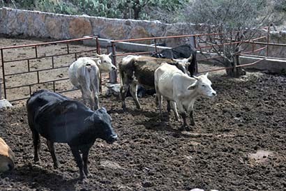 Muestra del ganado bovino zacatecano ■ FOTO: MIGUEL ÁNGEL NÚÑEZ