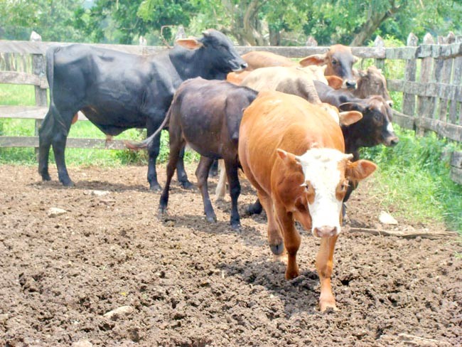 De 2010 a 2015 el robo de ganado aumentó 150 por ciento, informaron ■ foto: LA JORNADA ZACATECAS
