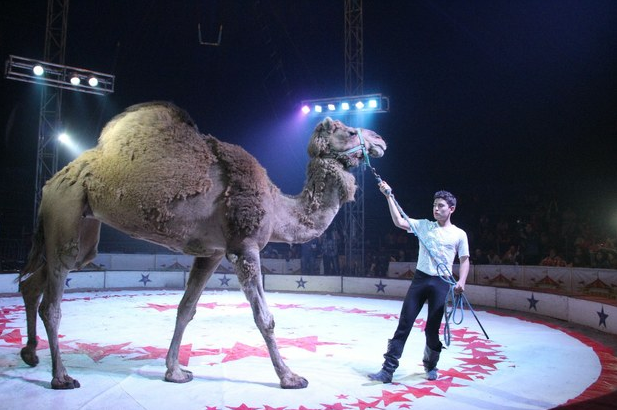Circo de los hermanos Cedeño en su última función. Foto: La Jornada