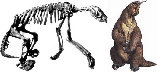 El mamífero pesaba alrededor de un cuarto de tonelada y medía poco más de un metro de altura, al hombro; fue un animal de tamaño intermedio entre el oso gris y el oso negro actuales. Foto: La Jornada / Archivo
