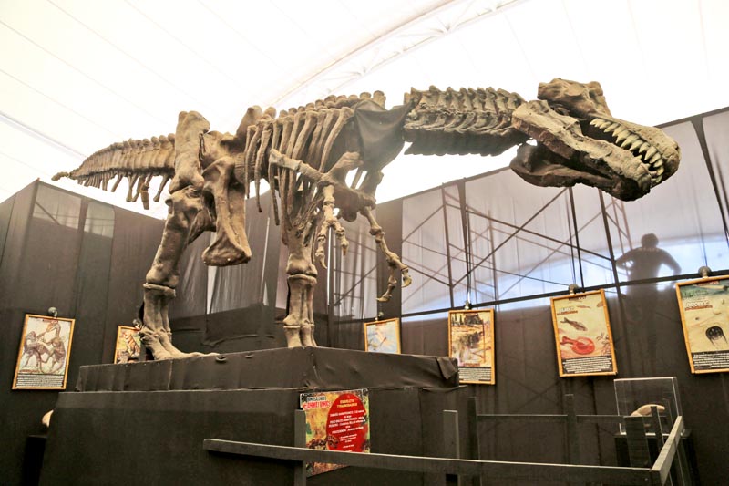 La exhibición consta de 16 diferentes clases de dinosaurios que se exhiben en 2 mil metros de parque jurásico ■ fotos: odín salinas