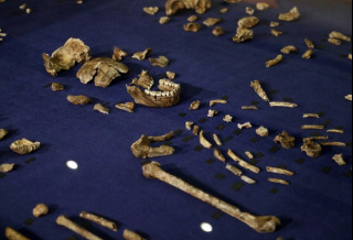 Un esqueleto del Homo naledi rodeado de algunos de los cientos de otros elementos fósiles en Magaliesburg, Sudáfrica. Foto Ap