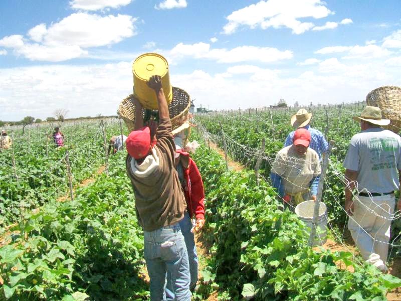 Las empresas están requiriendo mano de obra calificada en el sector agrícola, señaló el titular del SNE Zacatecas ■ foto: LA JORNADA ZACATECAS