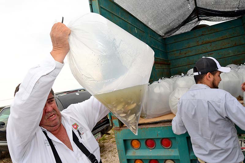 Aspecto de la distribución de peces, realizada este jueves ■ FOTO: LA JORNADA ZACATECAS