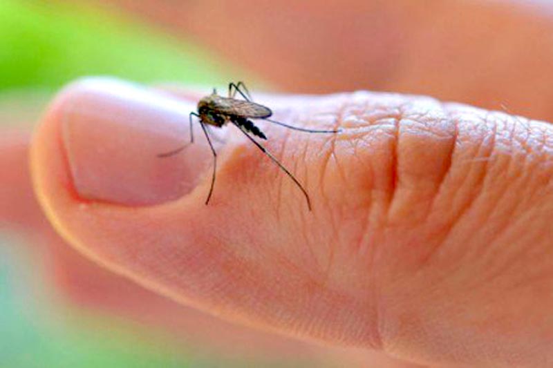 El zancudo que transmite el virus del zika es el mismo que propaga los virus de dengue y chikungunya ■ foto: la jornada zacatecas