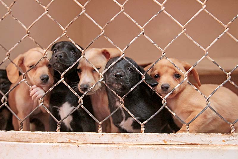 El 60 por ciento de los animales que están en el albergue son perros recién nacidos llevados por sus dueños ■ FOTO: ernesto moreno