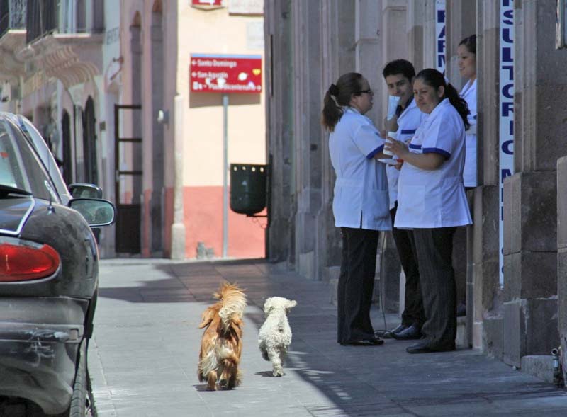 En poco tiempo presentará una iniciativa de ley para que se penalice el maltrato a los animales y que esto sea incorporado al Código Penal del estado de Zacatecas, informaron ■ FOTO: LA JORNADA ZACATECAS