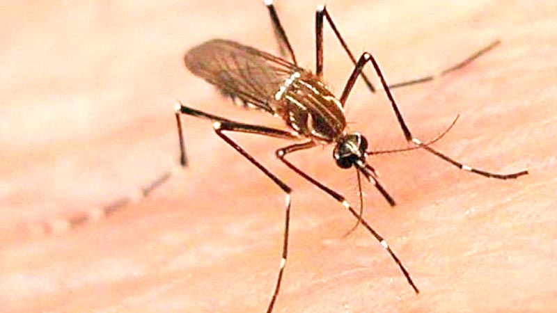 Desde que el mosco inocula un organismo, pasan de 2 a 10 días para presentar la sintomatología ■ foto: la jornada zacatecas