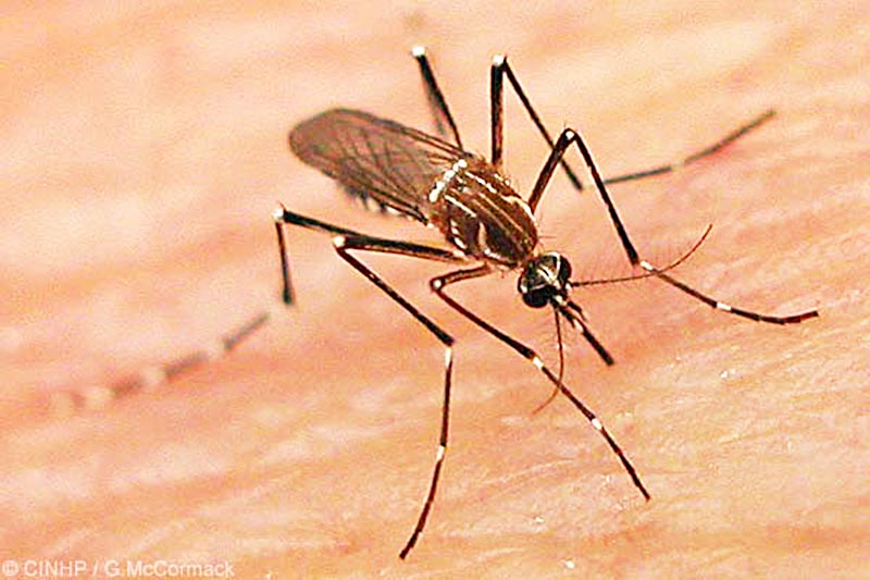 Actualmente no hay una vacuna contra el dengue ni un tratamiento específico, por lo que se recomienda a la población implementar medidas preventivas para evitar la proliferación del mosquito ■ FOTO: LA JORNADA ZACATECAS