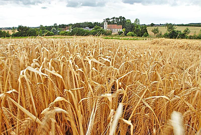 Se pretende que agricultores de la entidad efectúen la siembra de cebada como opción rentable ■ foto: LA JORNADA ZACATECAS