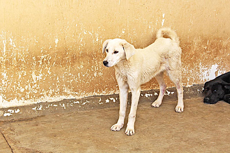 En lo que va de la actual administración se han realizado más de 2 mil 700 esterilizaciones gratuitas, y se han logrado colocar en un hogar a mil 300 perros y gatos, informan autoridades del centro ■ foto: LA JORNADA ZACATECAS